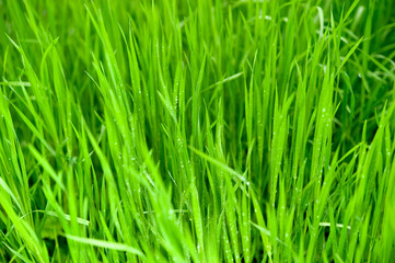 Fototapeta na wymiar Green grass with drops of water