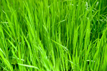 Green grass with drops of water