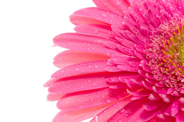 Gerber flower with drops of  water