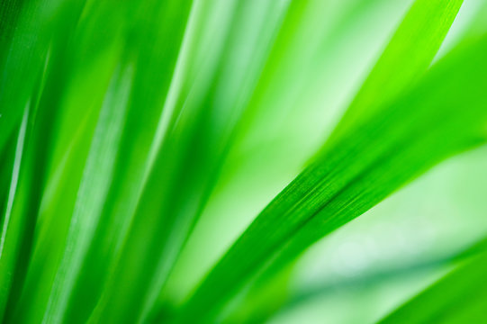 Grass