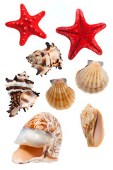 Seashells and starfish