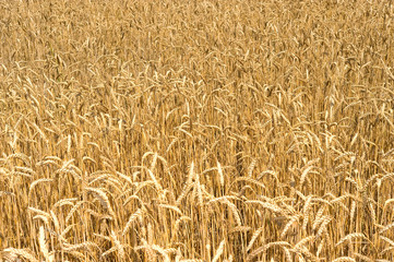 Wheat field