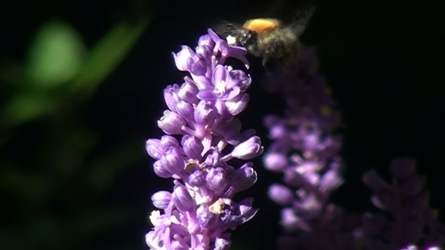 Abejorro Bombus