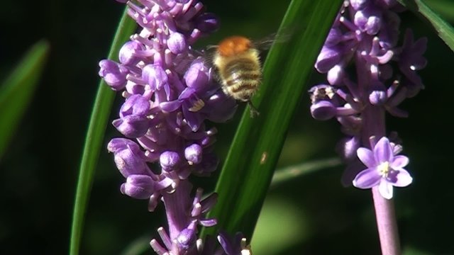 Abejorro Bombus