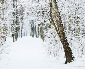 Fototapeta premium winter forest