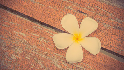 Fototapeta na wymiar white flower Plumeria on wood floor