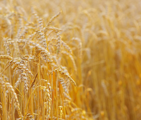 golden wheat