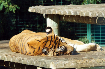 Naklejka premium Tigre en train de dormir