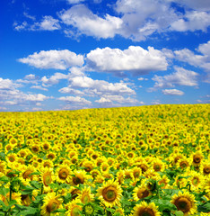 sunflower field