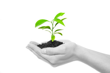 plant in hands