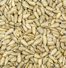 Wheat grains