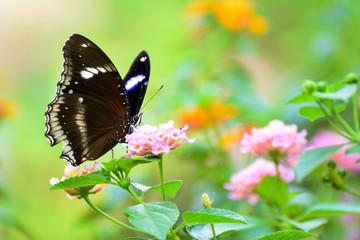 Obraz na płótnie Canvas Black butterfly on a flower