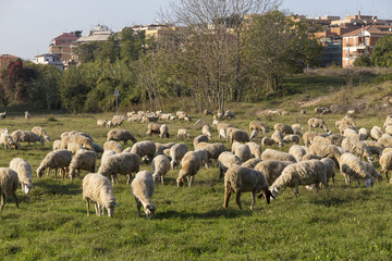 Fototapeta premium Sheeps in an urban park in Rome, Italy