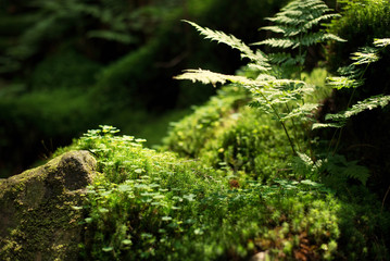 Moss and palnts on stone. Natural background