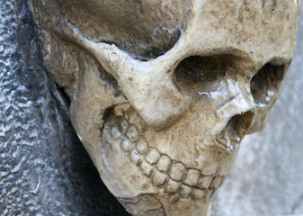 human skull on the rock
