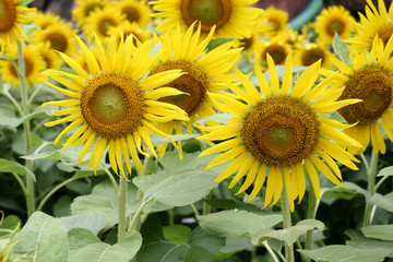 Obraz premium Field of sunflowers (Helianthus annuus)