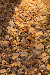 oak leaves