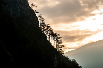 Alberi