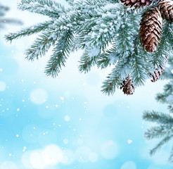 Winter Christmas background with fir tree branch with cones