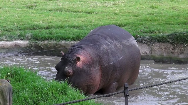 Hippo, Hippopotamus