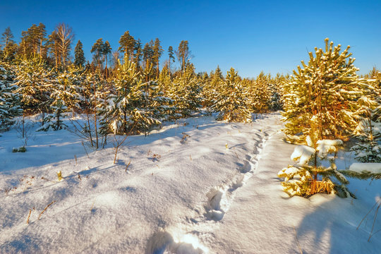 winter landscape