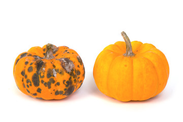 rotten  pumpkin and ripe  pumpkin