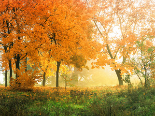 Fototapeta na wymiar autumn in sunny forest, natural background