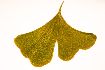 Ginkgoblatt