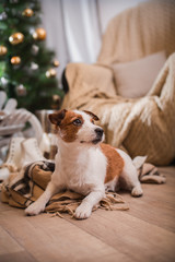 dog christmas, new year, Jack Russell Terrier