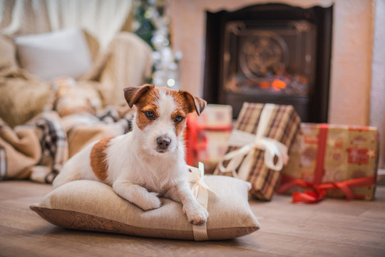 dog christmas, new year, Jack Russell Terrier