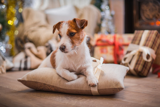 dog christmas, new year, Jack Russell Terrier