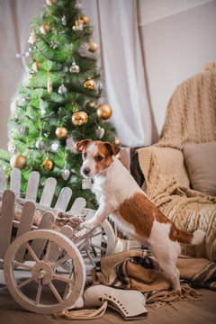 dog christmas, new year, Jack Russell Terrier