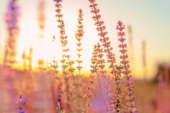 summer flowers on sunset, natural background