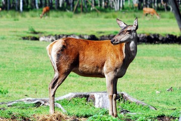 Roe in the Grutas park near Druskininkai town