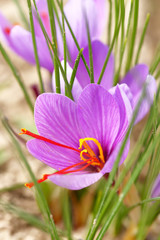 Close up of saffron flowers in a field