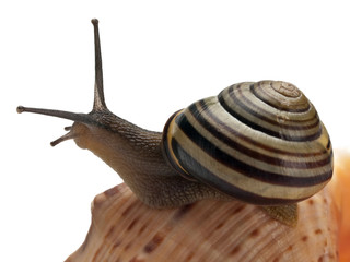 Snail creeping on a sea cockleshell