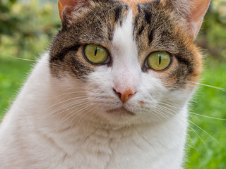 Pet cat face close. Inquisitive green eyes look