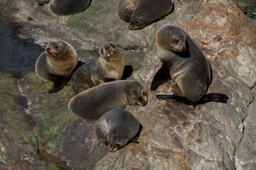 Group of seal pups