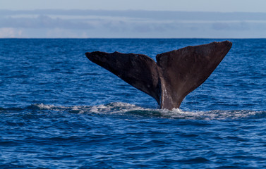 The tail of a Sperm Whale diving.