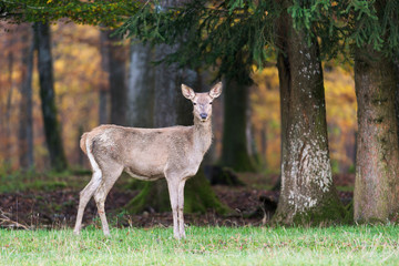 Rothirsch, Red deer, Cervus elaphus