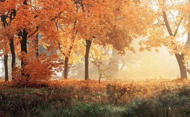 autumn in sunny forest, natural background