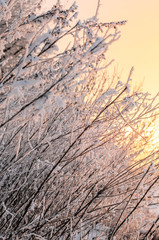 tree branch covered by the first snow on sunrise, early morning