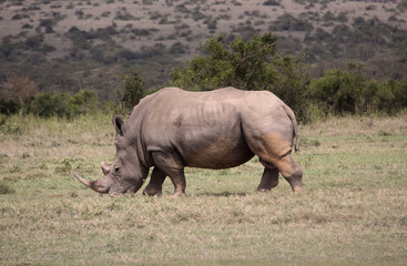 Fototapeta premium wielkie nosorożce
