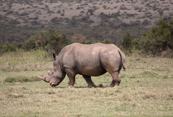 Fototapeta premium Nashorn in Afrika