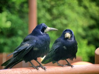Dark crown in the green background