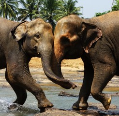 Two big wild indian elephants together one to one