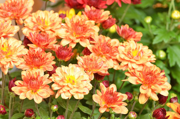 Beautiful bouquet from many autumn orange chrysanthemum