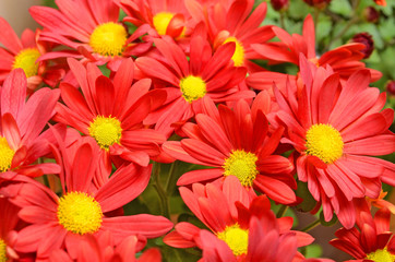 Beautiful bouquet from many autumn red chrysanthemum