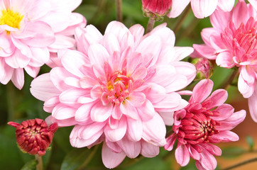 Beautiful bouquet from many autumn pink chrysanthemum, DOF