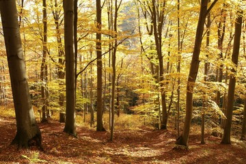 Obraz premium Autumnal beech forest lit by the morning sun